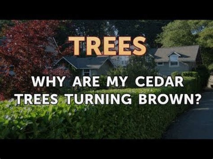 Why are my cedars going brown?