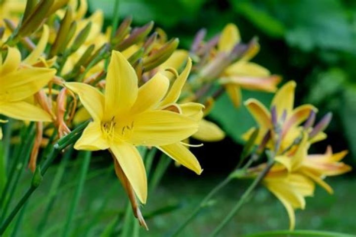 Why are my daylilies small?