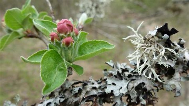 Why are my laurel bushes dying?