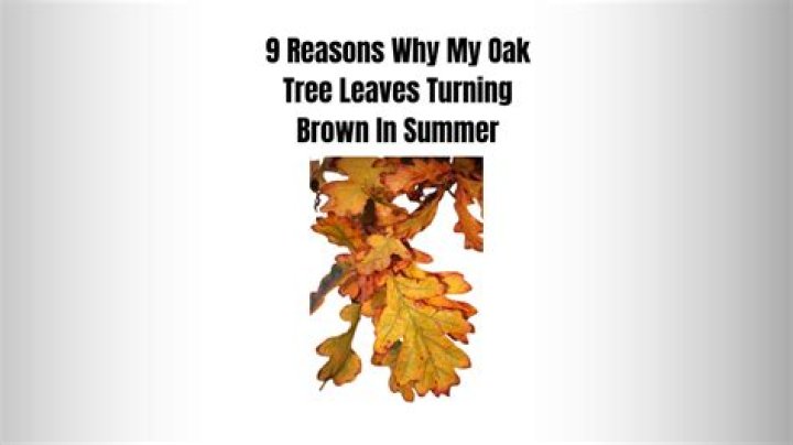 Why are my leaves turning brown on my pear tree?