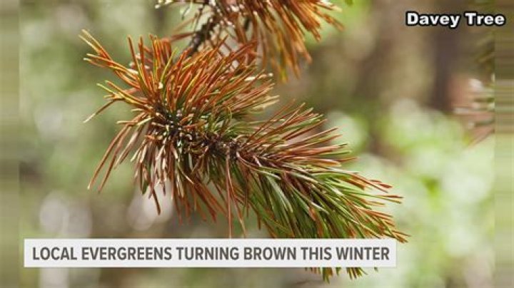 Why are my ponderosa pine needles turning brown?