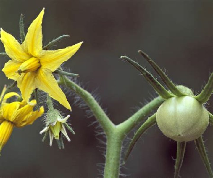 Why are my tomatoes flowering but not setting fruit?