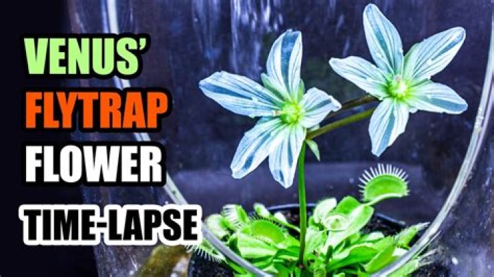 Why are my Venus flytraps turning black and dying?
