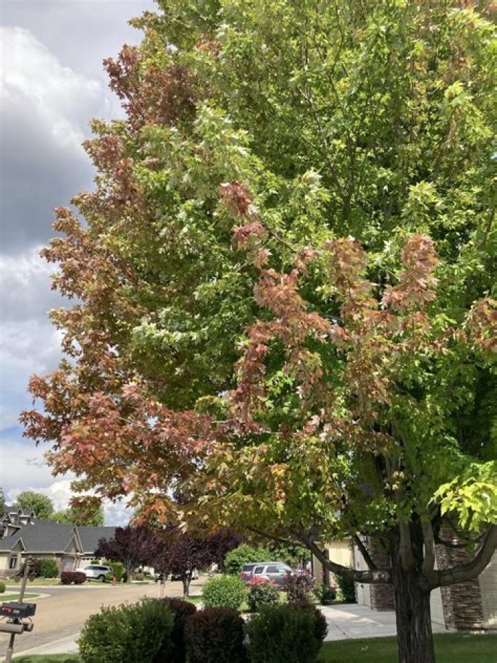 Why are small branches falling off my maple tree?