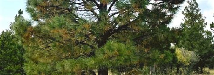 Why are the needles on my tree turning brown?