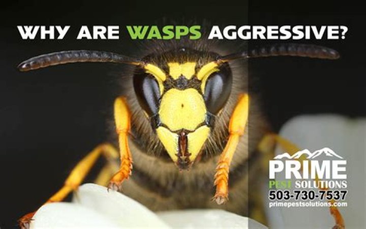 Why are wasps so aggressive right now?