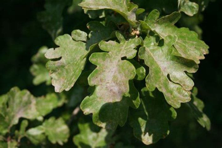 Why did my oak tree suddenly die?
