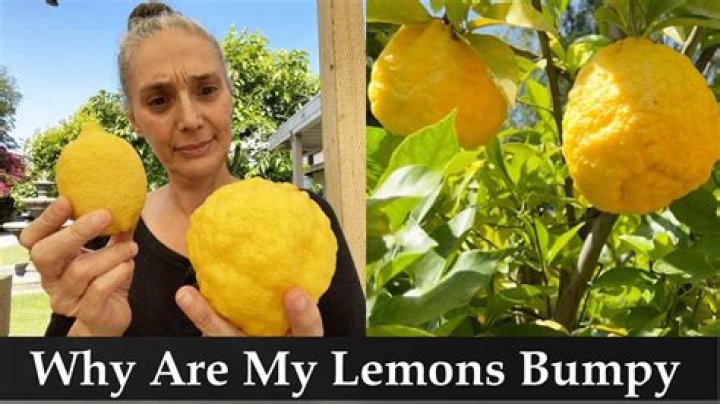 Why do my lemons look deformed?