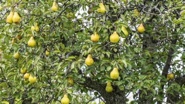 Why does my pear tree have dead branches?