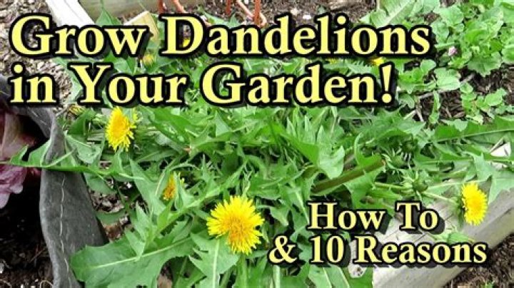 Why does the dandelion stay green while the grass turns brown?