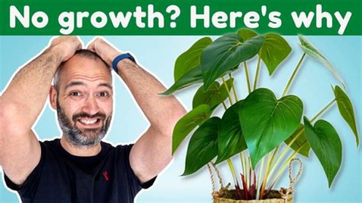 Why has my palm stopped growing?