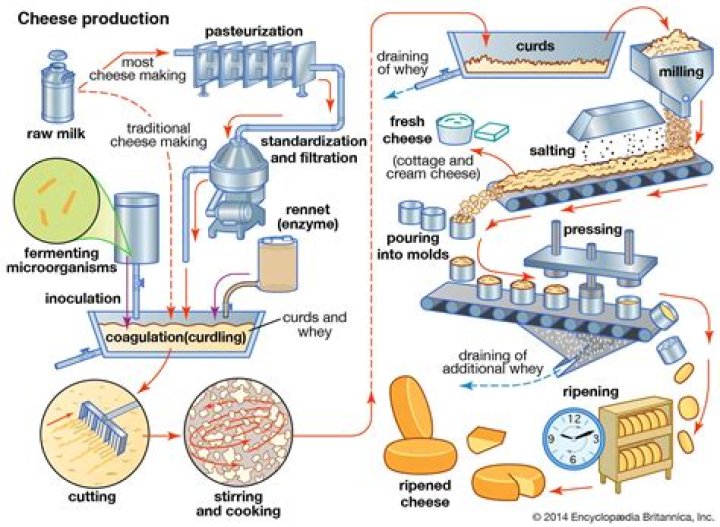 Why is cheese made of cheese?