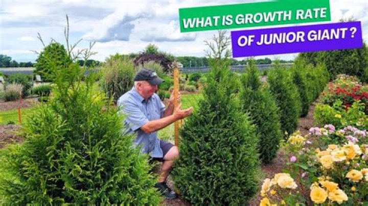 Why is my arborvitae not growing?