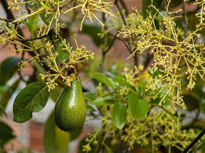 Why is my avocado not flowering?