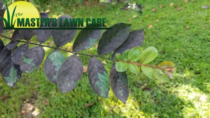 Why is my crepe myrtle tree turning black?