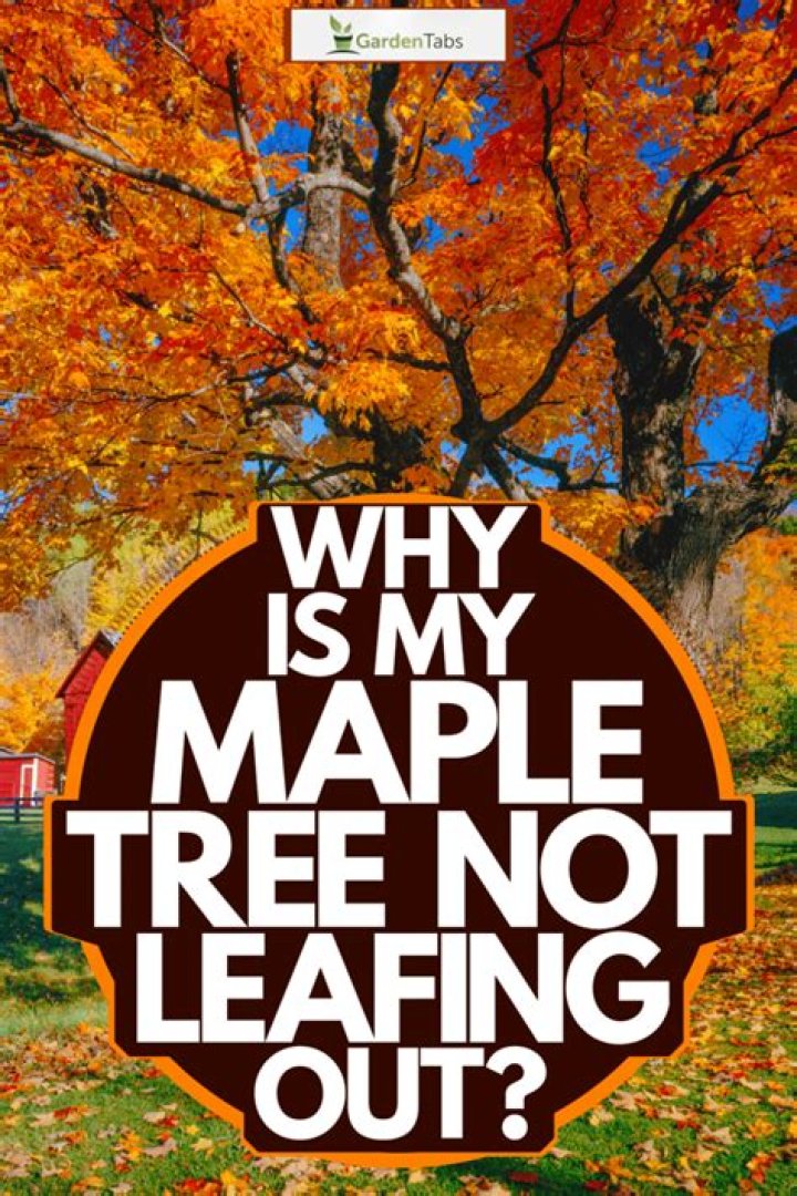 Why is my elm tree not leafing out?