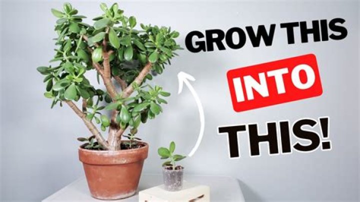 Why is my jade plant not rooting?