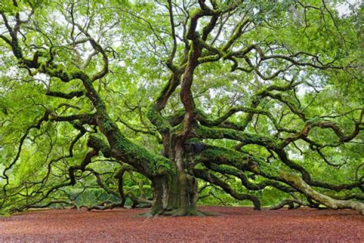 Why is my large oak tree dying?