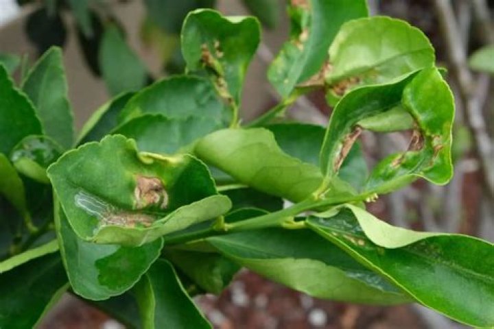 Why is my lemon tree oozing sap?