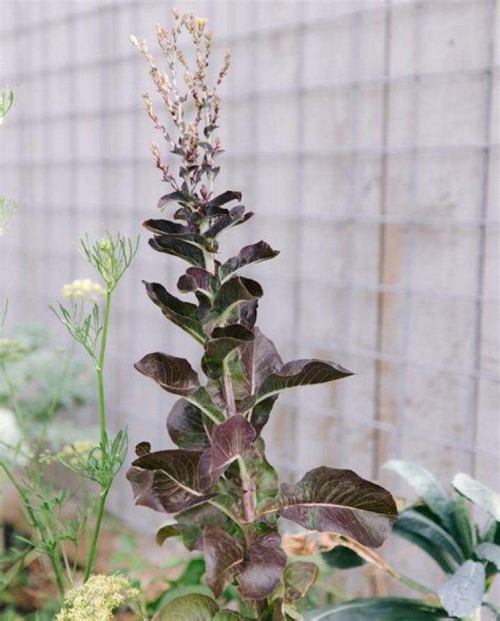 Why is my lettuce growing weird?