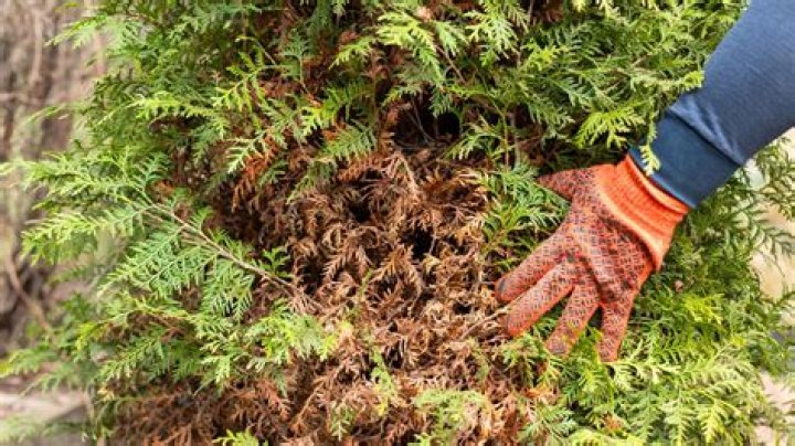 Why is my newly planted arborvitae turning brown?