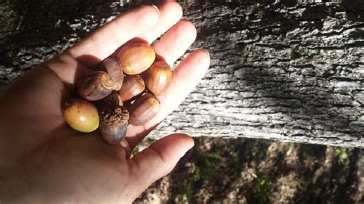 Why is my oak tree dropping leaves in June?