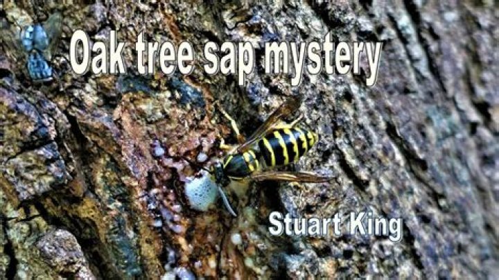 Why is my oak tree leaking sap?