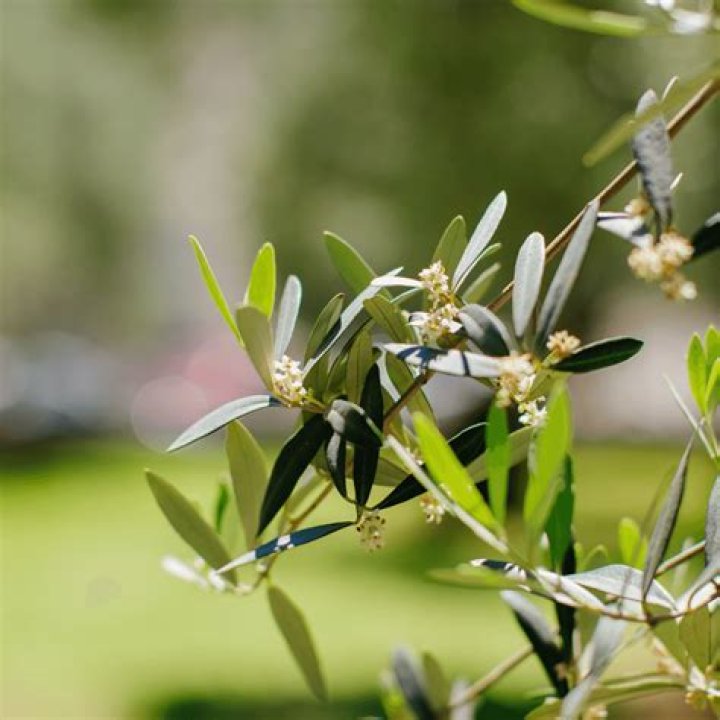Why is my olive tree not flowering?