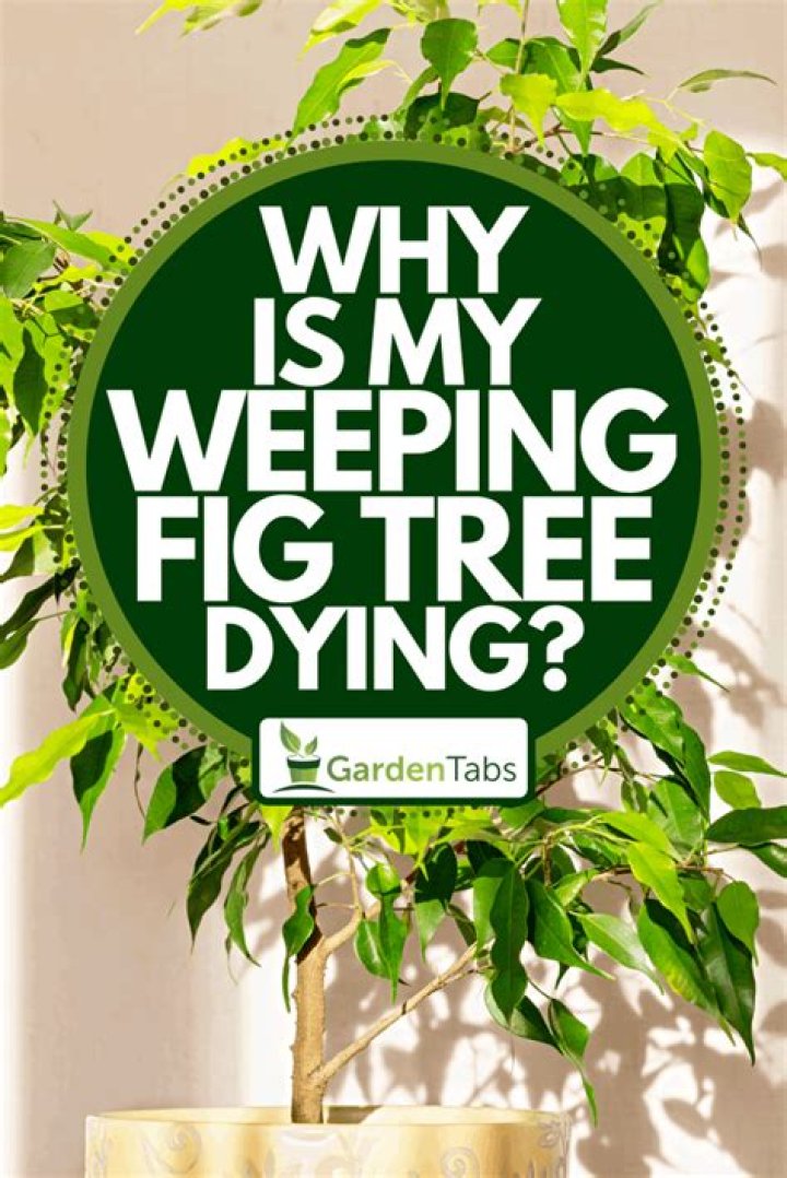 Why is my outdoor fig tree dying?