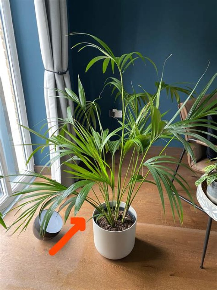 Why is my palm plant bending?