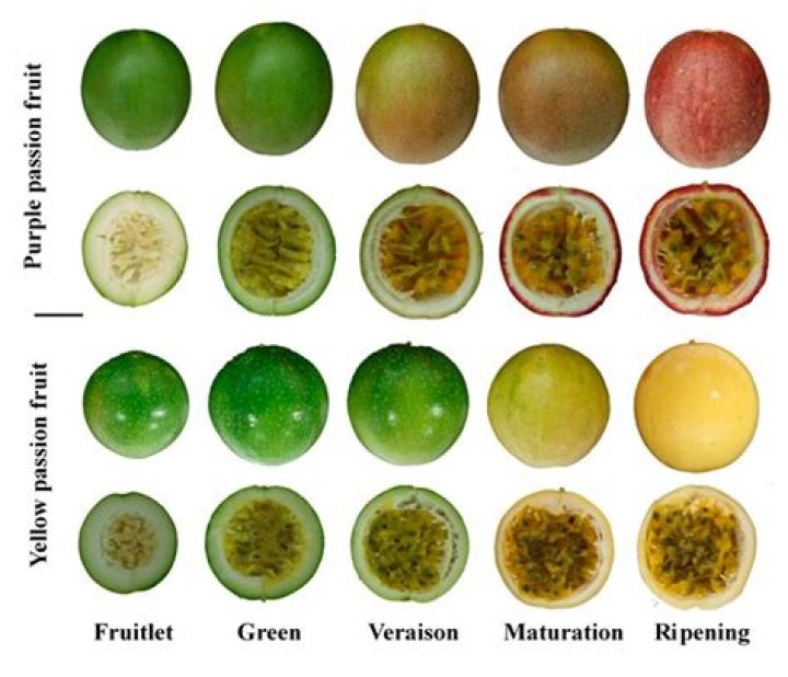 Why is my passionfruit going yellow?