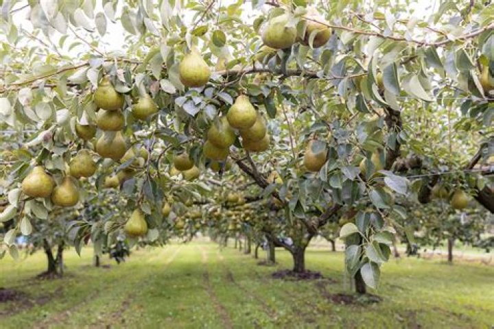 Why is my pear tree not growing leaves?