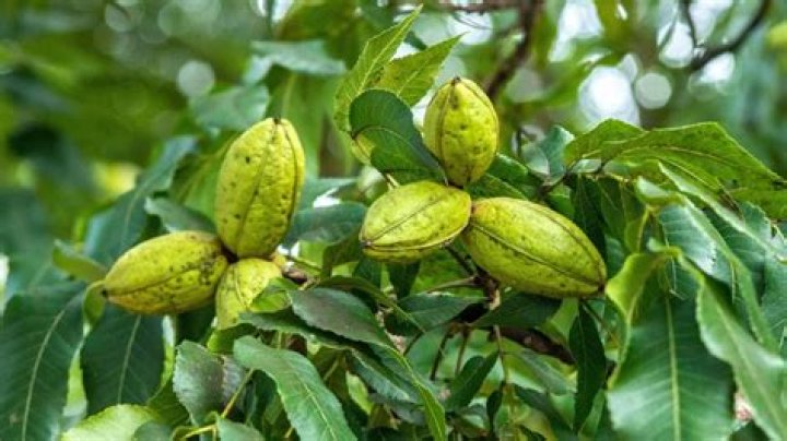 Why is my pecan tree dropping pecans early?