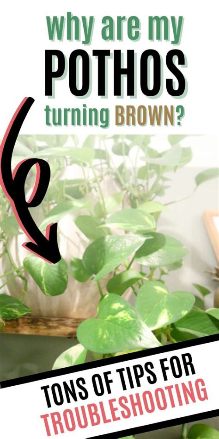 Why is my pothos turning GREY?