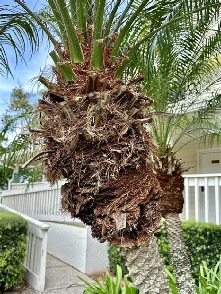Why is my Robellini palm turning brown?