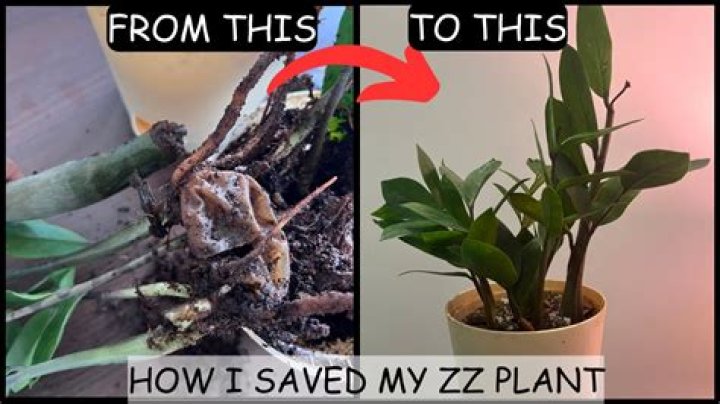 Why is my ZZ plant not doing well?