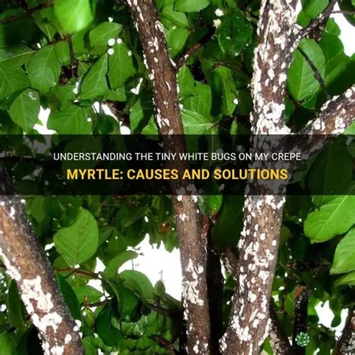 Why is the bark coming off my crepe myrtle?