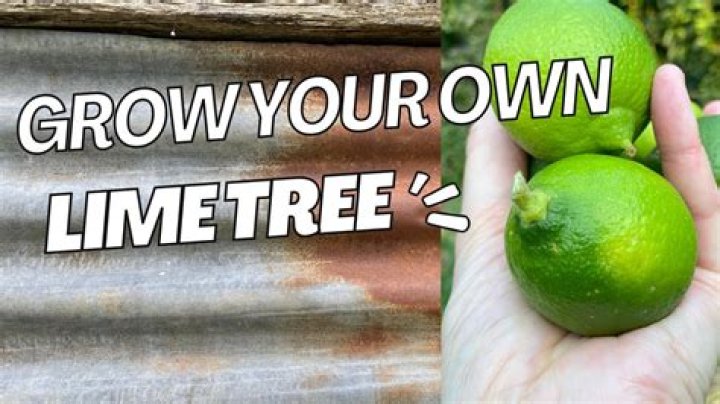 Why my lime tree is not growing?
