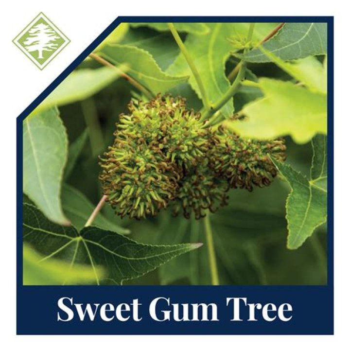 Why was it decided to remove the sweet gum trees from the original memorial design?
