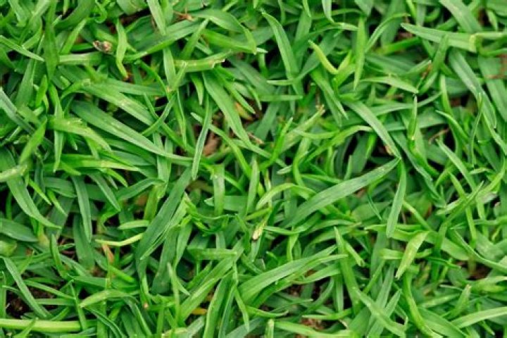 Will Bermuda grass grow in NC?