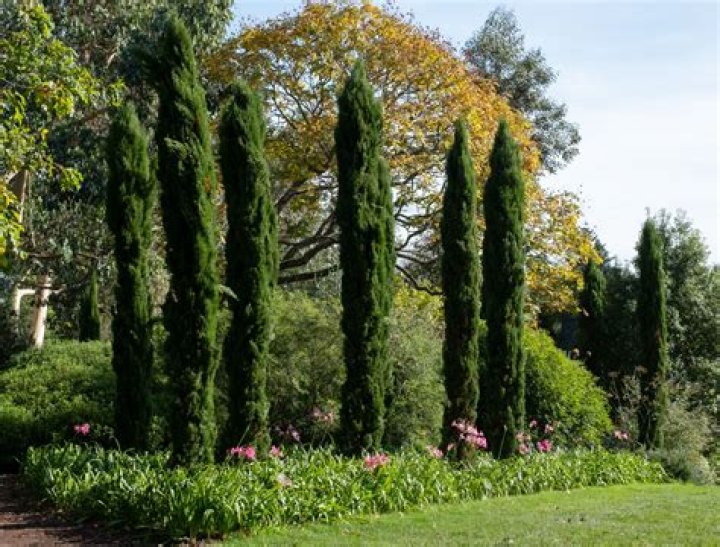 Will cypress branches grow back?