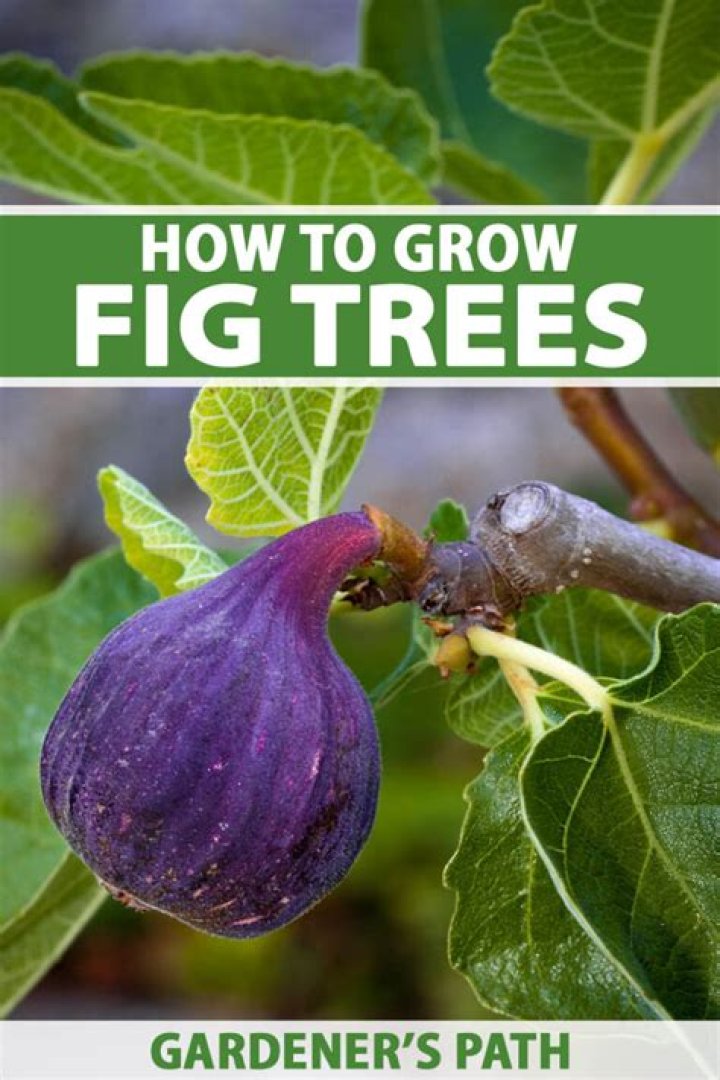 Will fig trees grow in zone 8a?