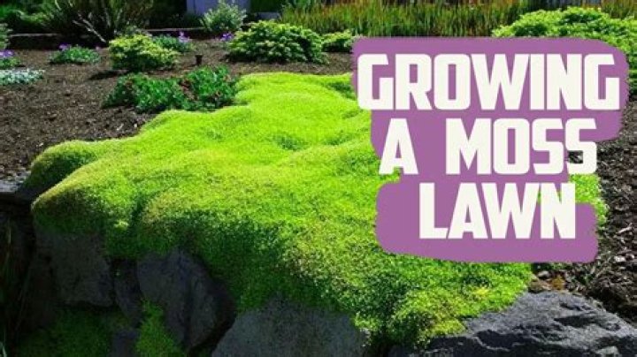 Will grass grow back after moss?