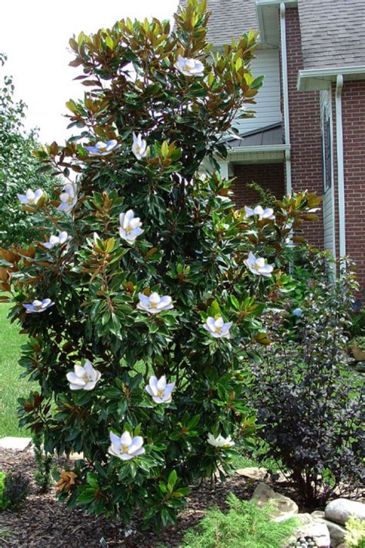 Will Japanese magnolia grow in Texas?