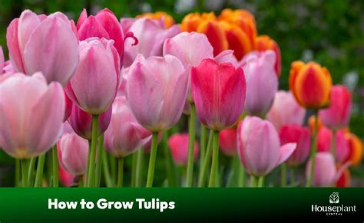 Will tulips grow a second year?